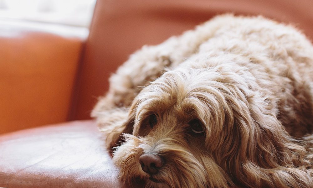 pets allowed in some sheffield build to rent homes
